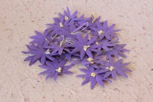 LAS1302 FLOR M